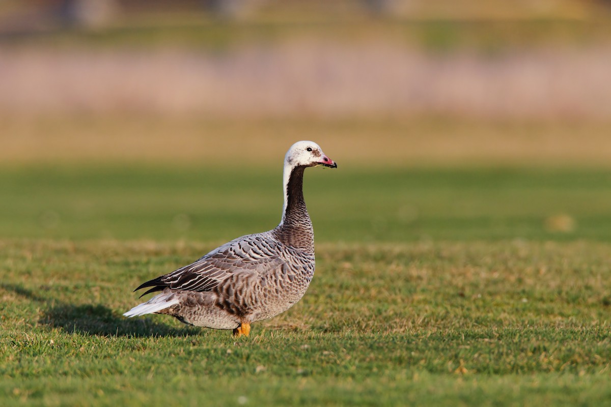 Emperor Goose - ML552194171