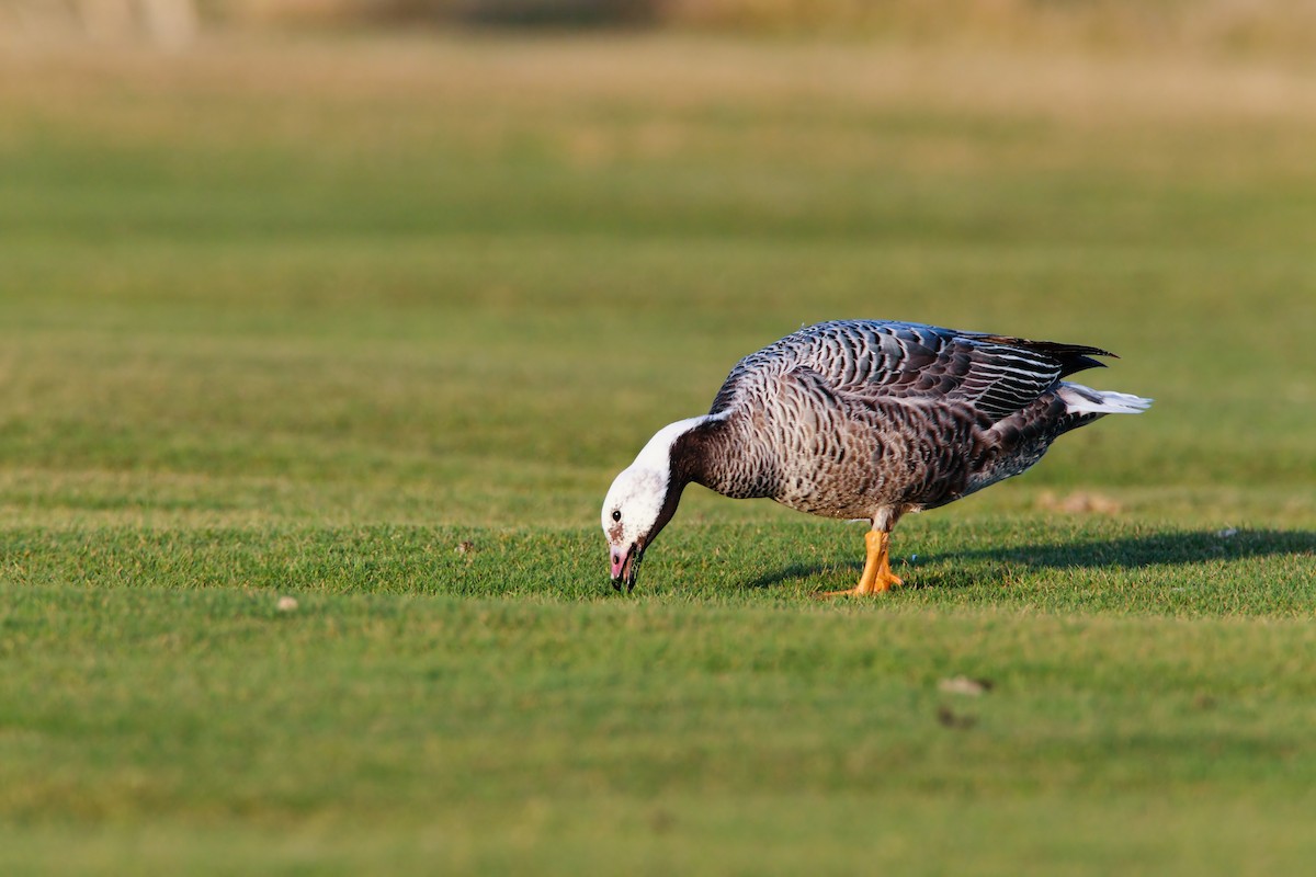 Emperor Goose - ML552194181