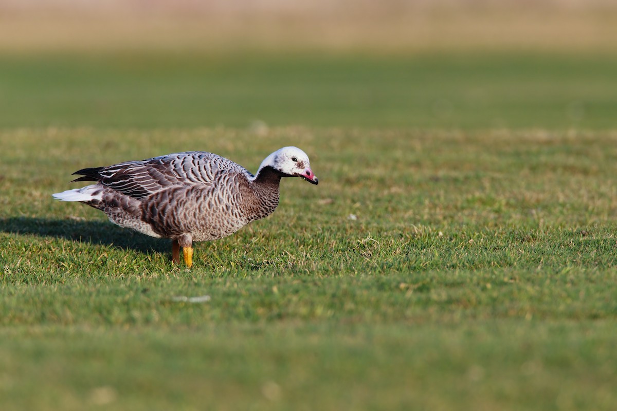 Emperor Goose - ML552194191