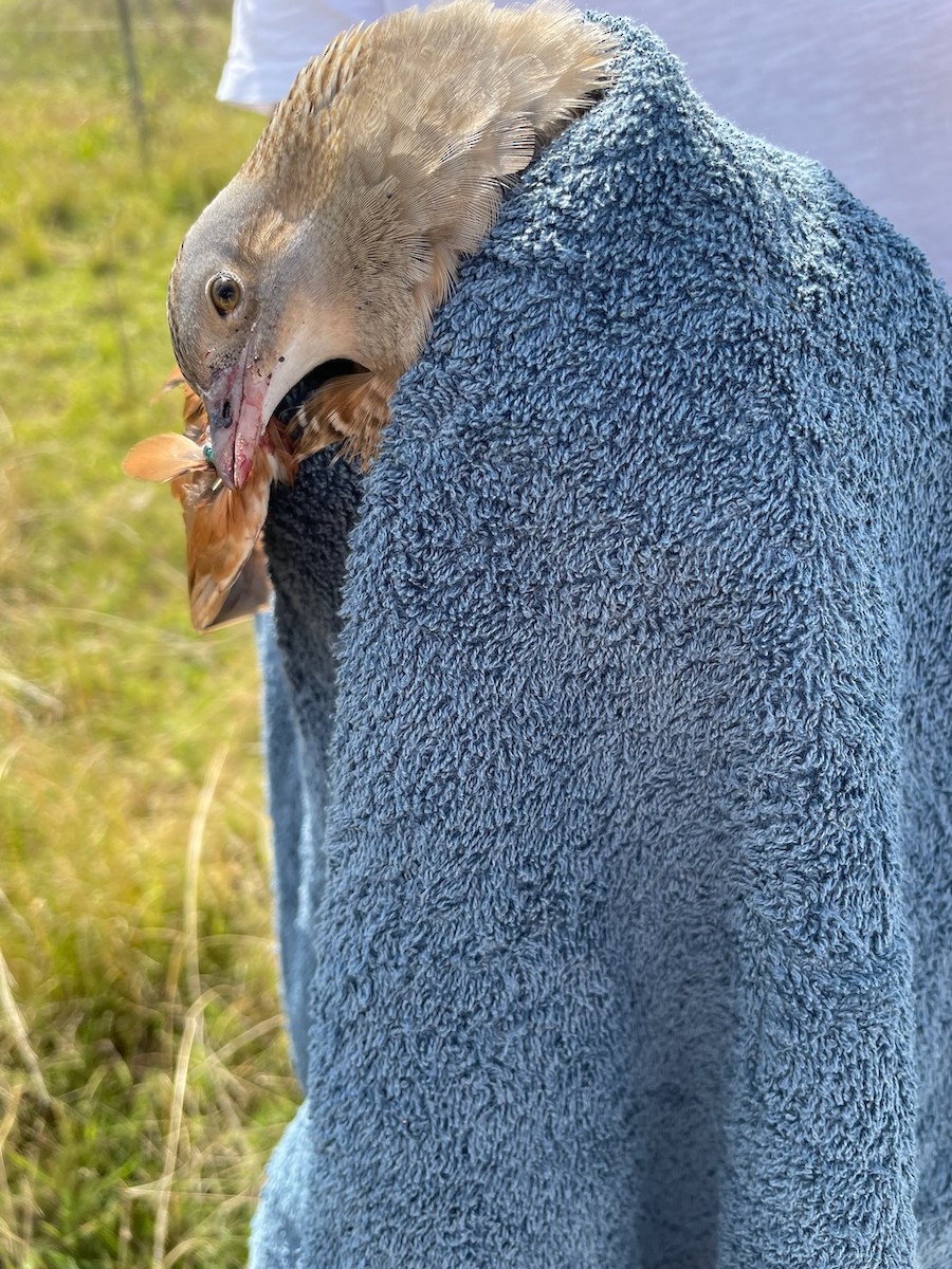 Corn Crake - ML552194931