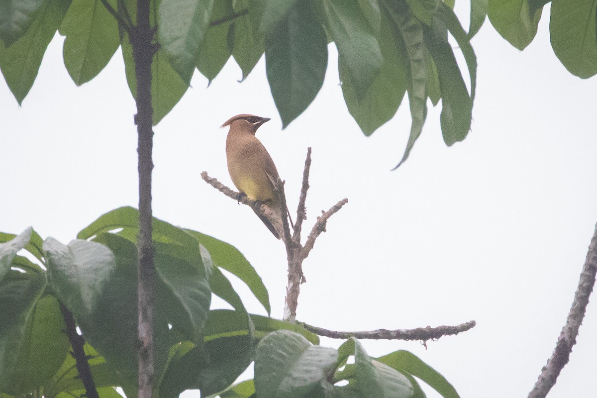 Cedar Waxwing - ML552195331