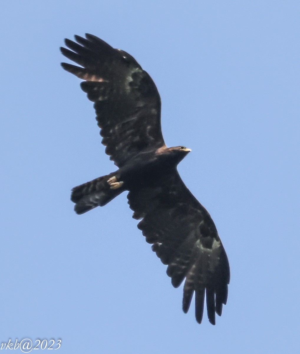 Black Eagle - ML552195741