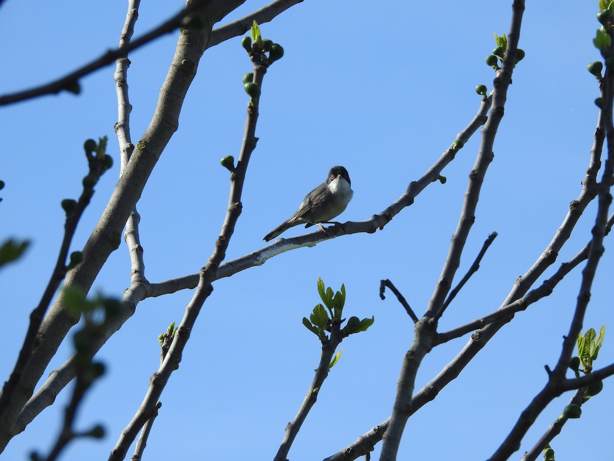 Curruca Cabecinegra - ML552195951