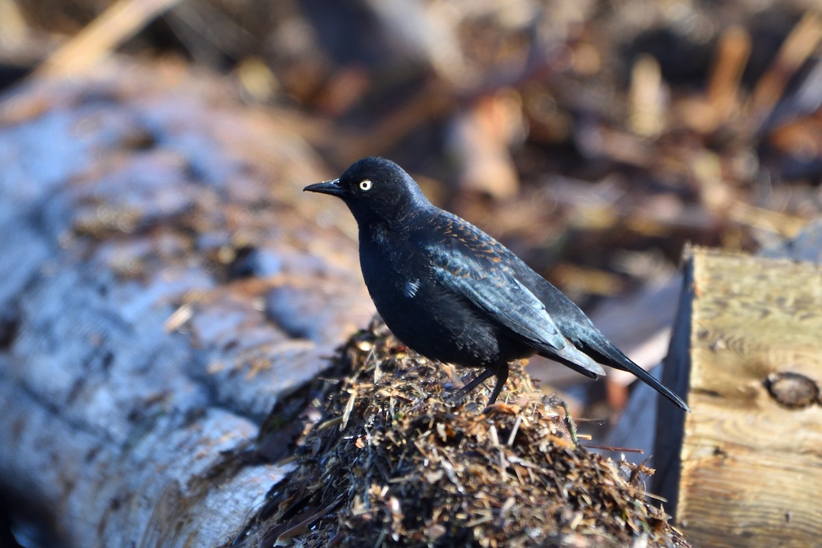 Rusty Blackbird - ML55219671