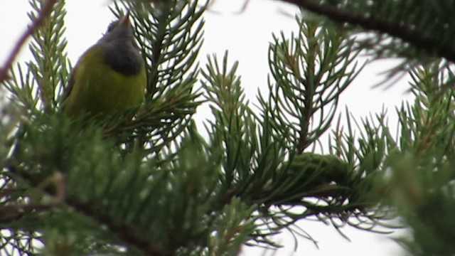 Augenring-Waldsänger - ML552196761