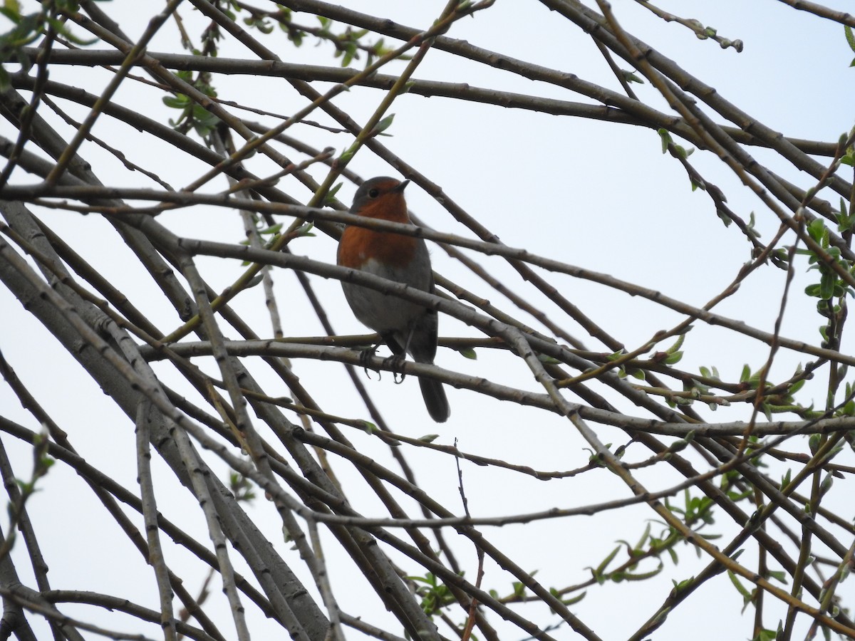 European Robin - ML552196901