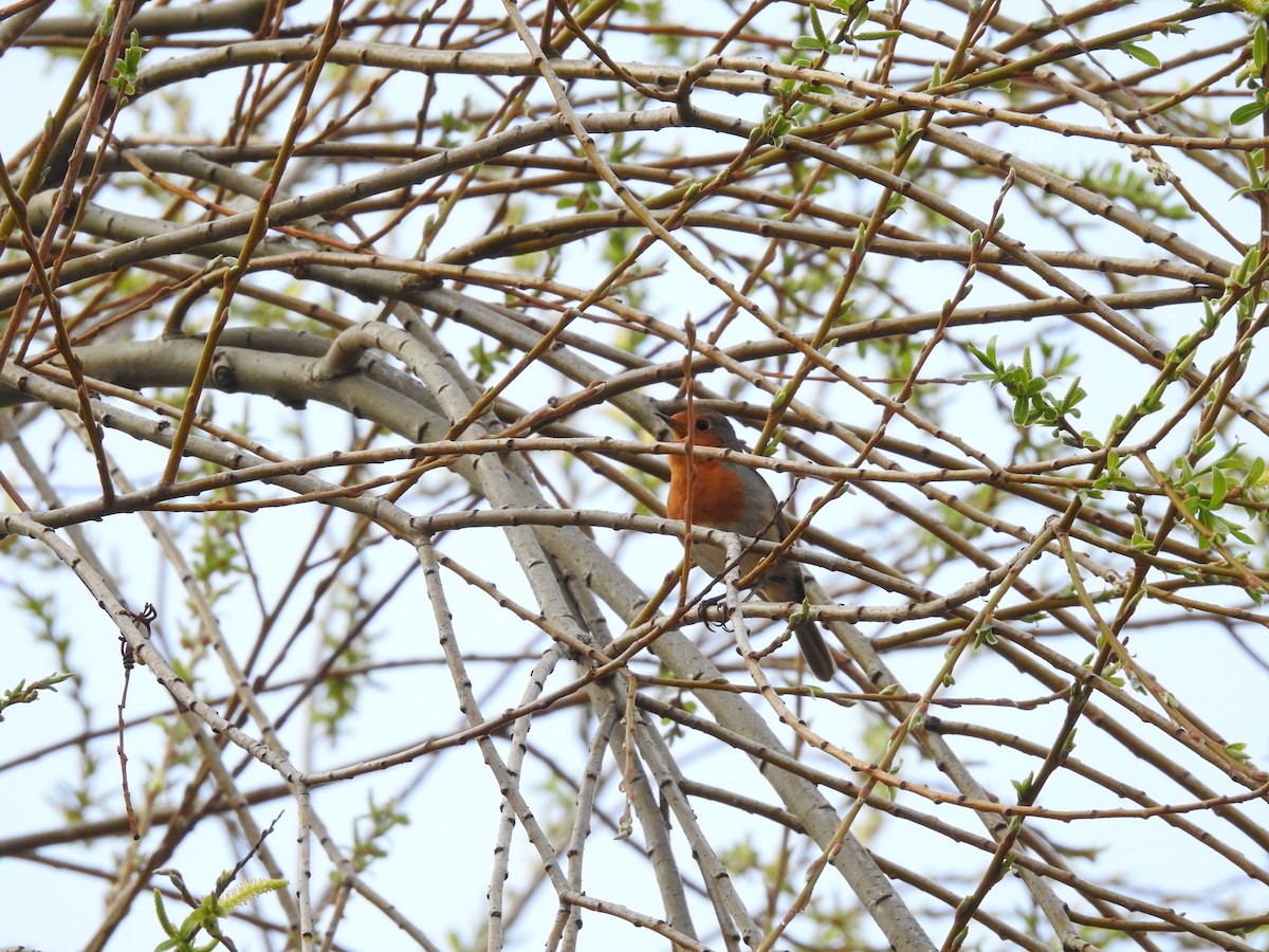 European Robin - ML552197041