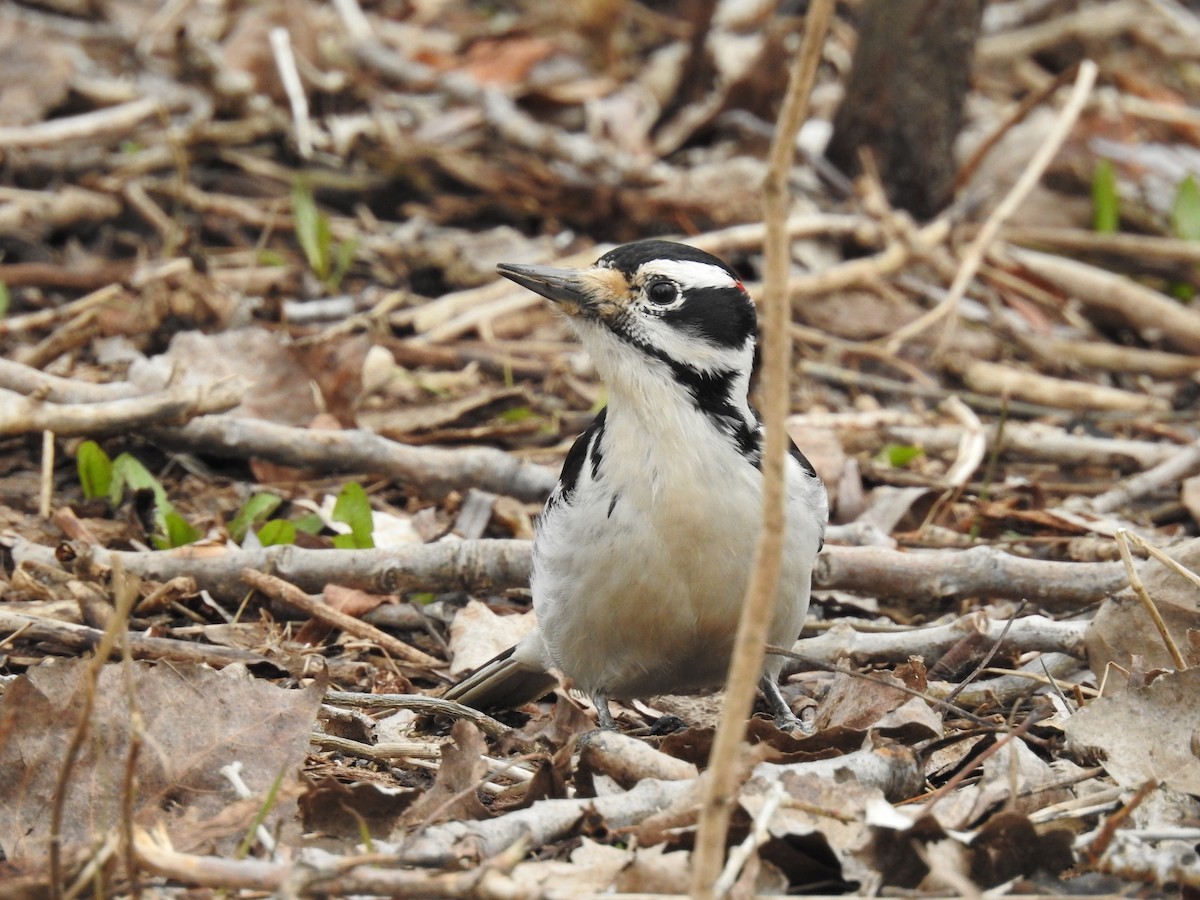 Hairy Woodpecker - ML552197471