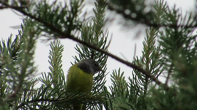 Connecticut Warbler - ML552197491