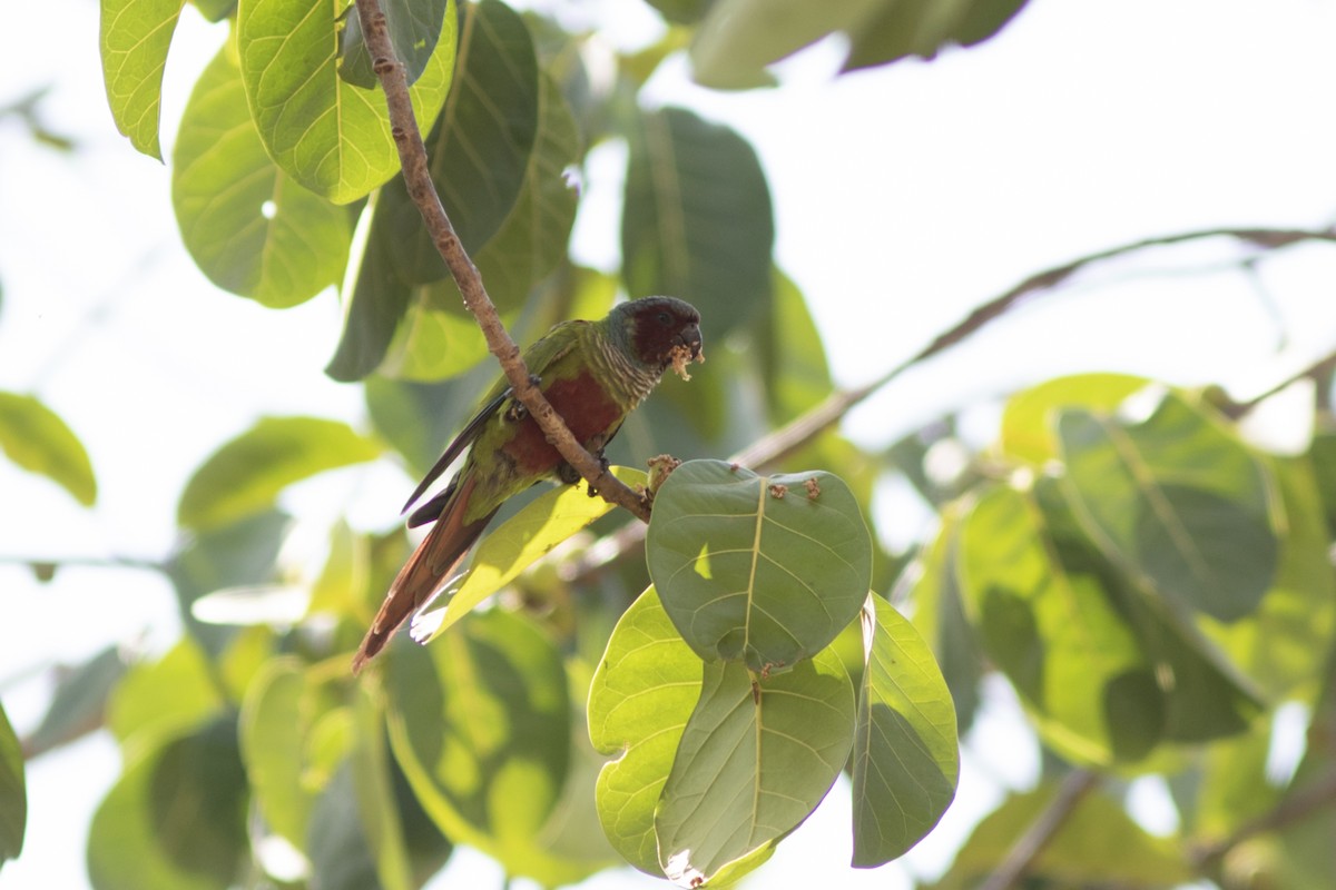 Conure de Pfrimer - ML552197551