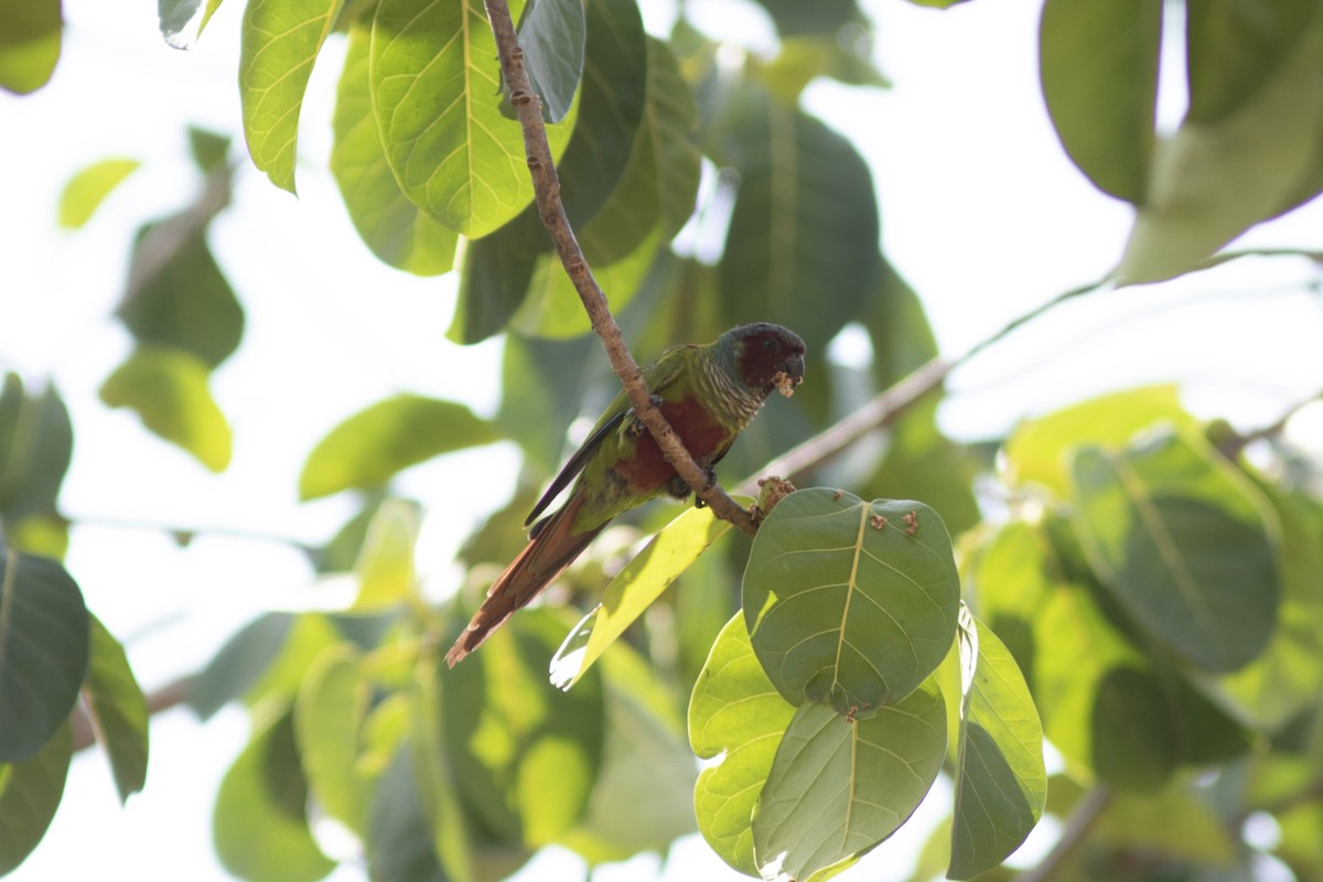 Pfrimer's Parakeet - ML552197561