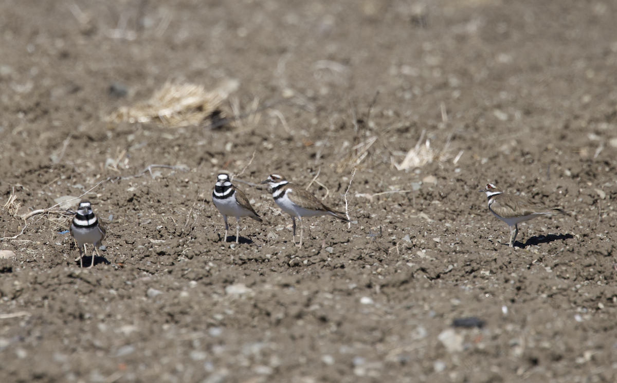 Killdeer - ML552197871