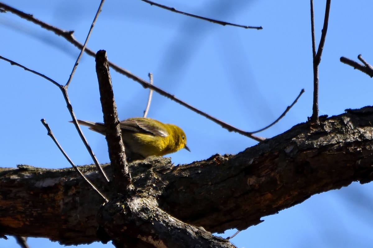 Pine Warbler - ML55219801