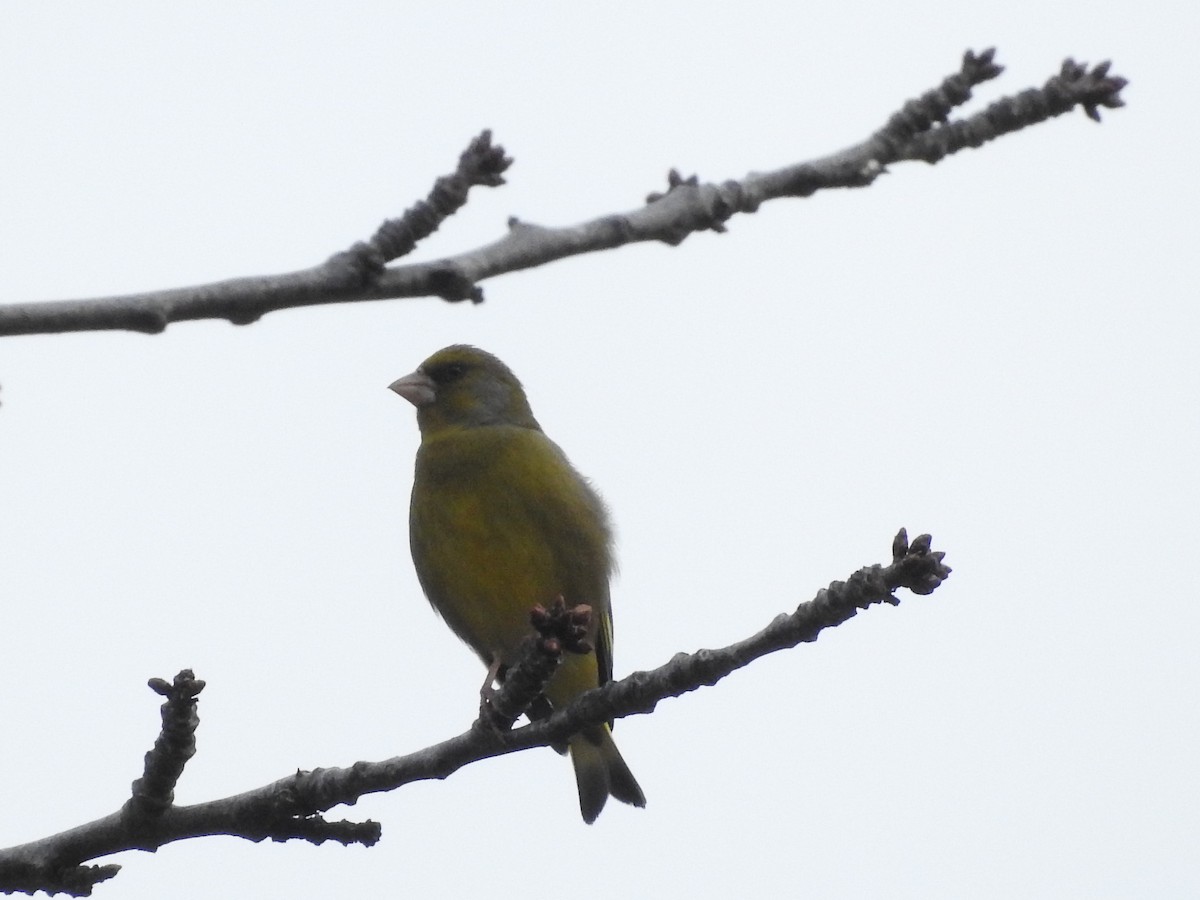 European Greenfinch - ML552198141