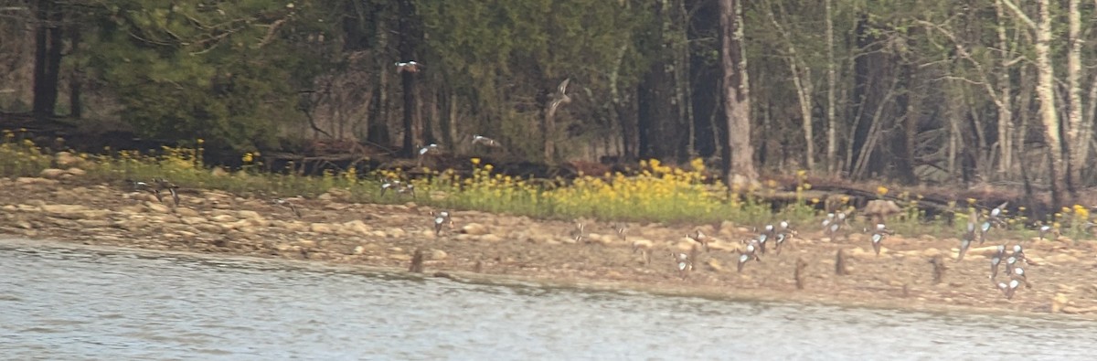 Blue-winged Teal - ML552198781