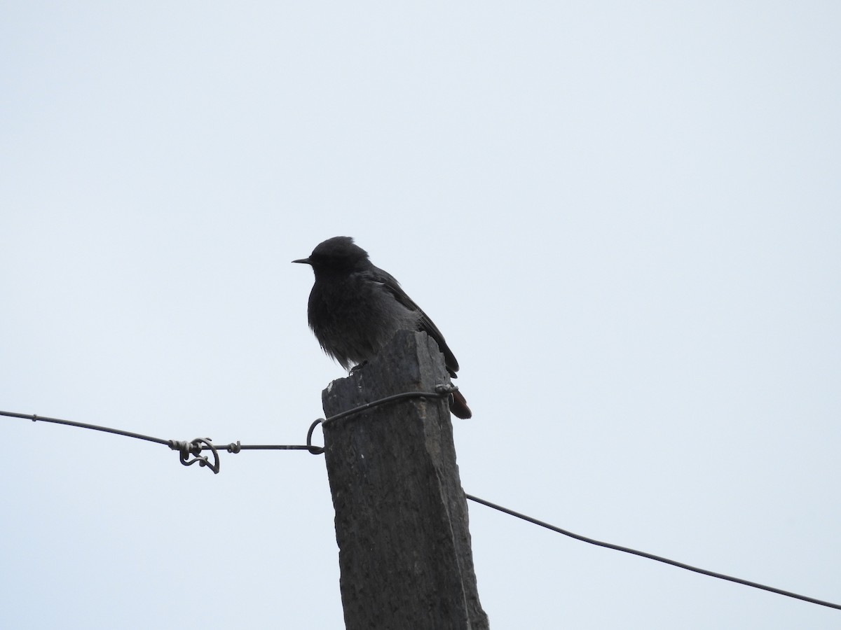 Black Redstart - ML552198861