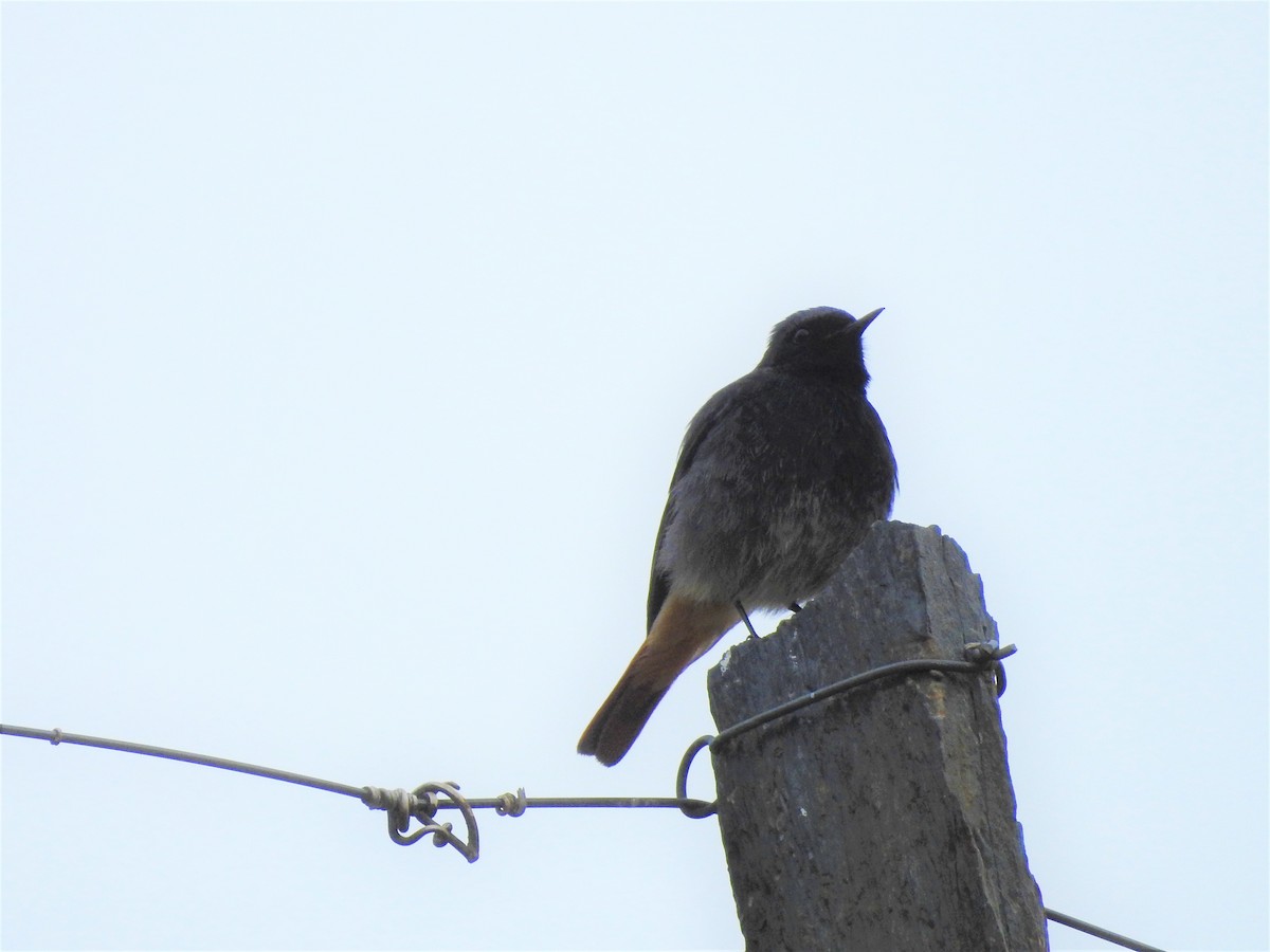 Black Redstart - ML552199491