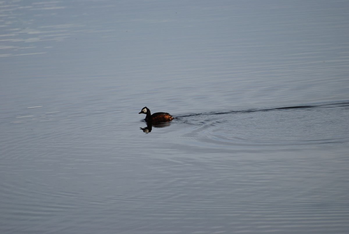 White-tufted Grebe - Daniel Bailey