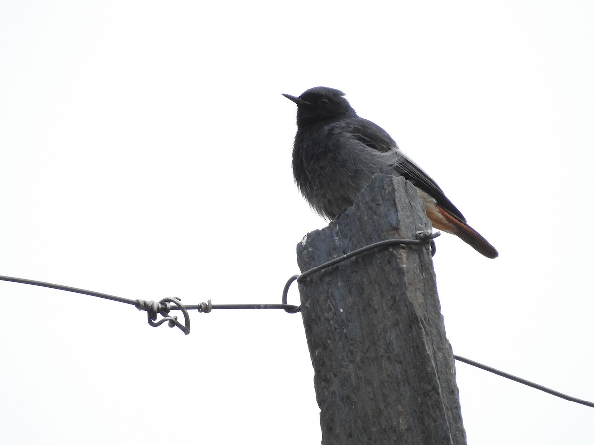 Black Redstart - ML552199831