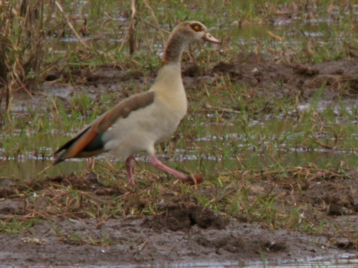 Egyptian Goose - ML552200491