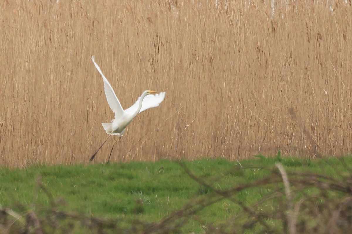 Great Egret - ML552200611