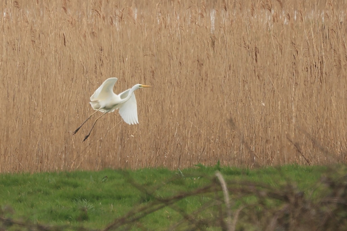 Great Egret - ML552200621