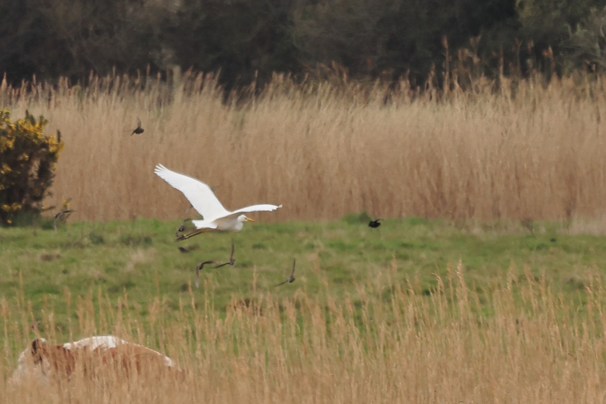 Great Egret - ML552200631