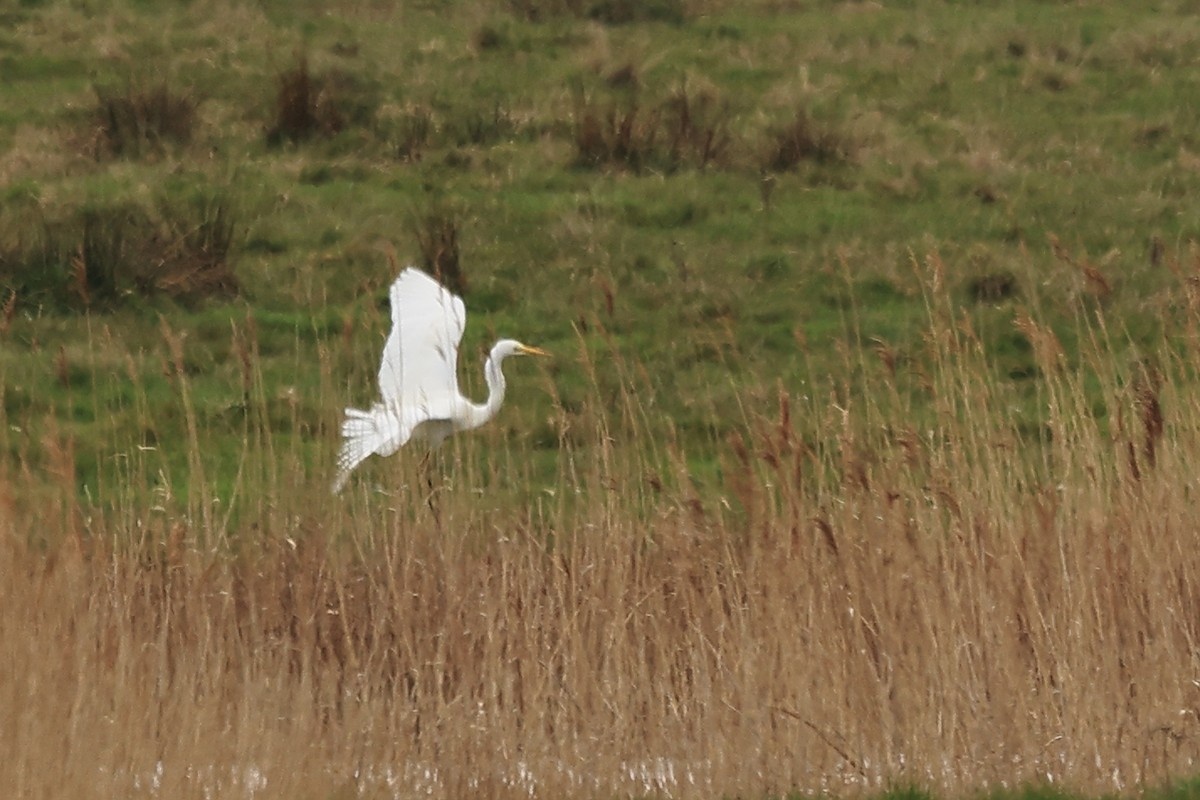 Great Egret - ML552200641