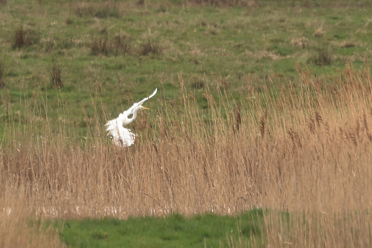 Great Egret - ML552200651