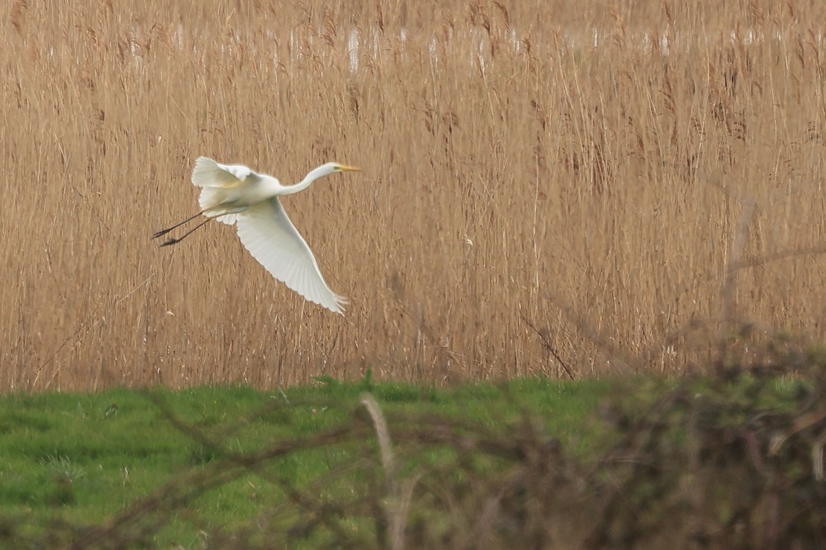 Great Egret - ML552200661