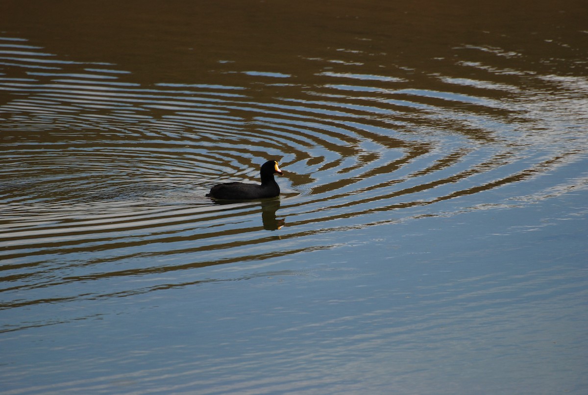 Giant Coot - ML552200701