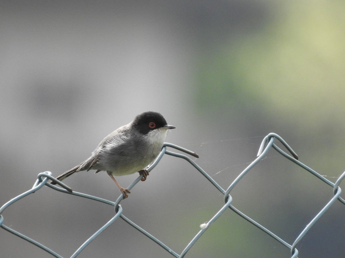 Curruca Cabecinegra - ML552201211