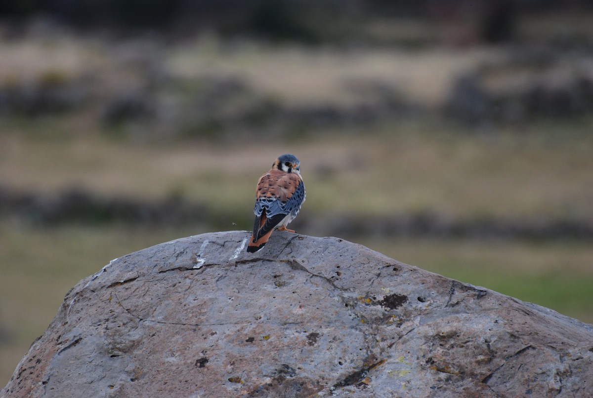 American Kestrel - ML552201811