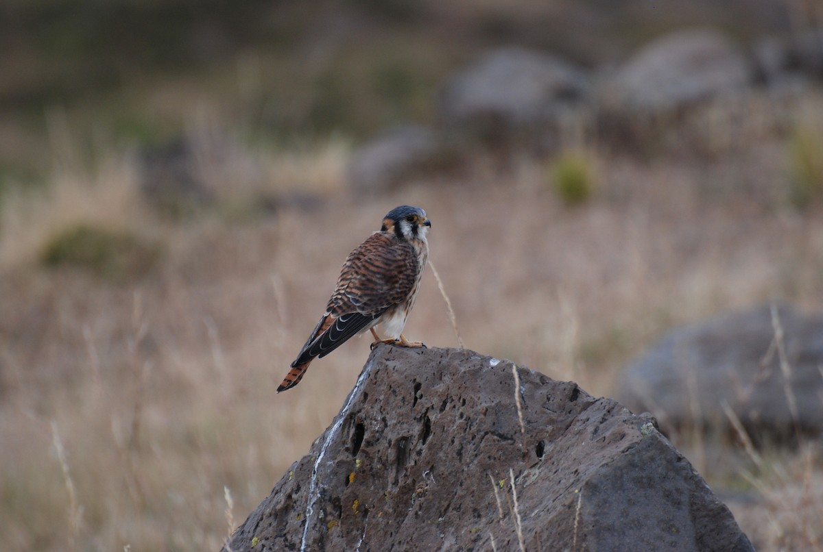 American Kestrel - ML552201821