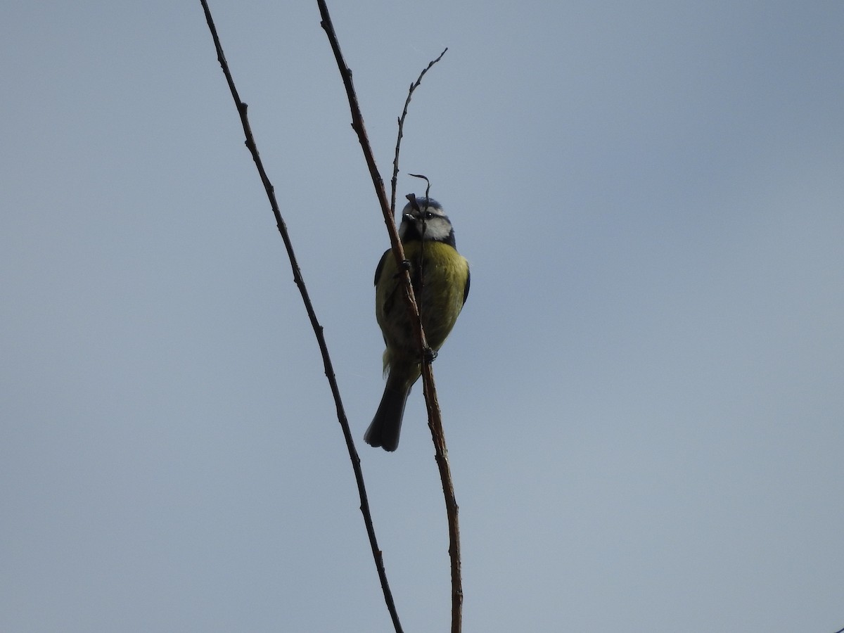 Eurasian Blue Tit - ML552202191