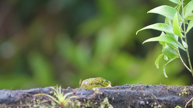 Silver-throated Tanager - ML552202511