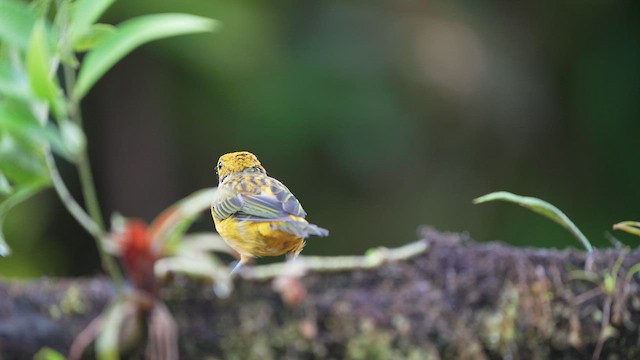 Silver-throated Tanager - ML552202541