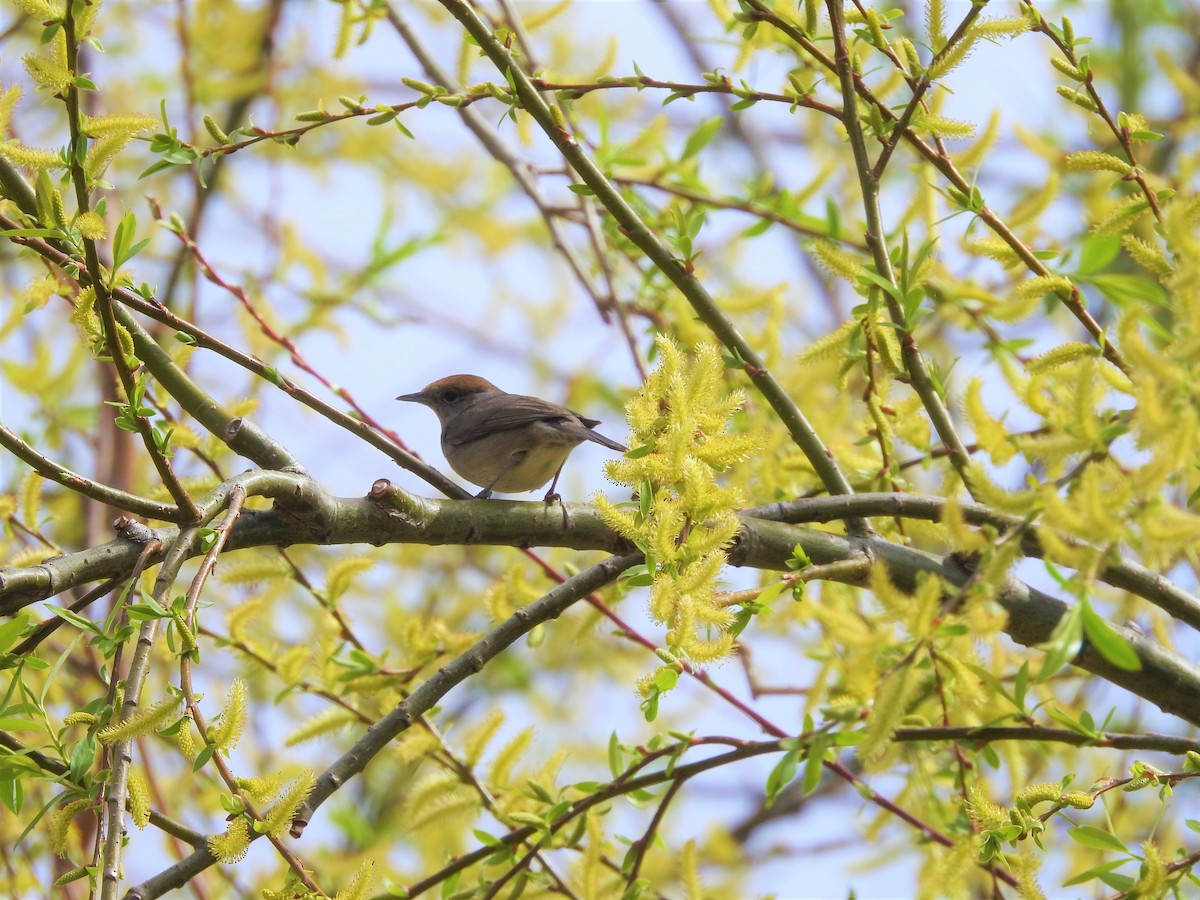 Eurasian Blackcap - ML552203351