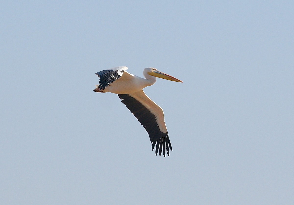 Great White Pelican - ML55220431