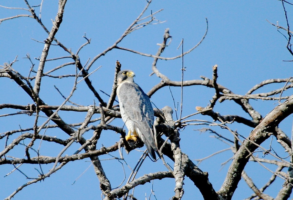 Peregrine Falcon - Gil Ewing