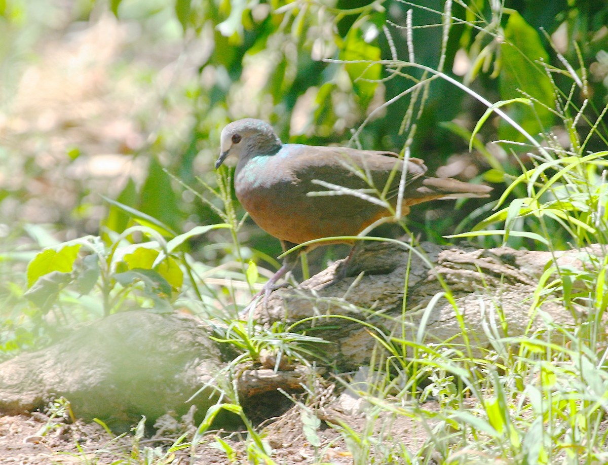 Paloma Caripálida - ML55220461