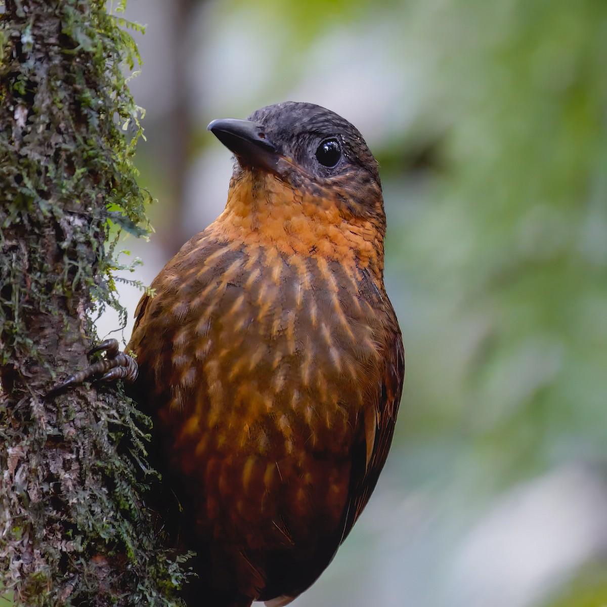 Streak-breasted Treehunter - ML552204891