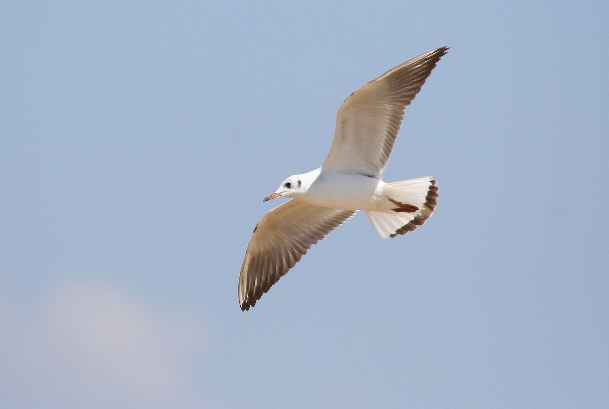 Black-headed Gull - ML55220521