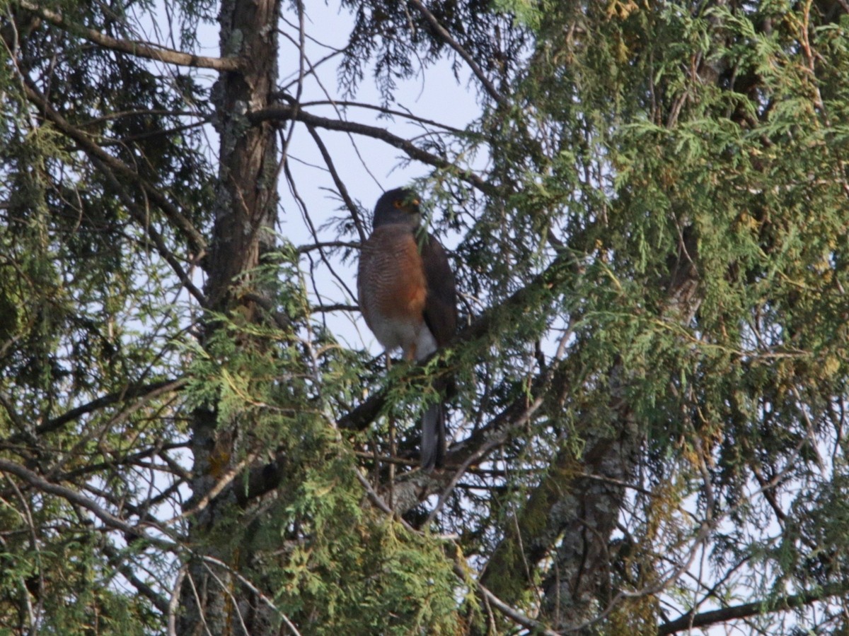 African Goshawk (Ethiopian) - ML552206611