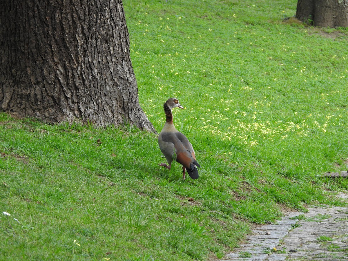 Egyptian Goose - ML552206721