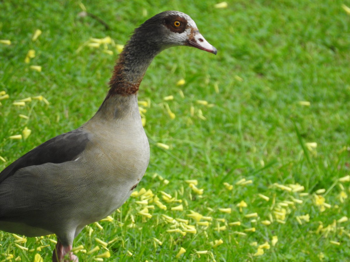 Egyptian Goose - ML552206821