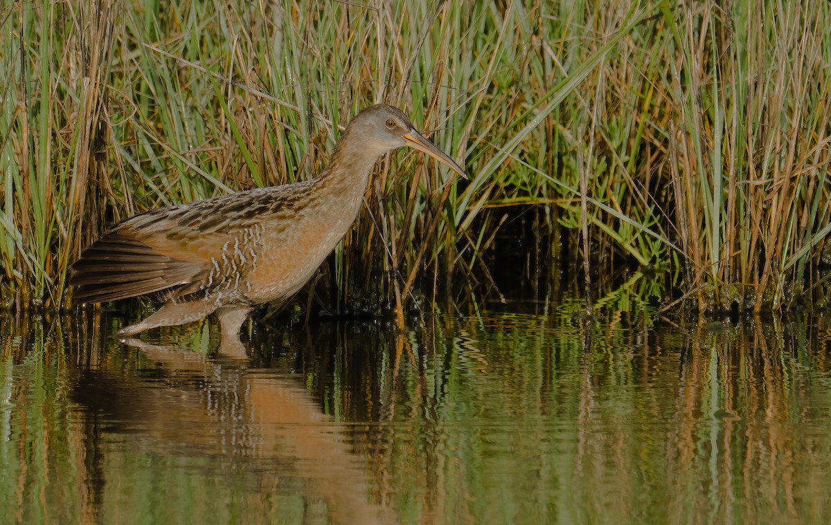chřástal atlantický - ML552207121