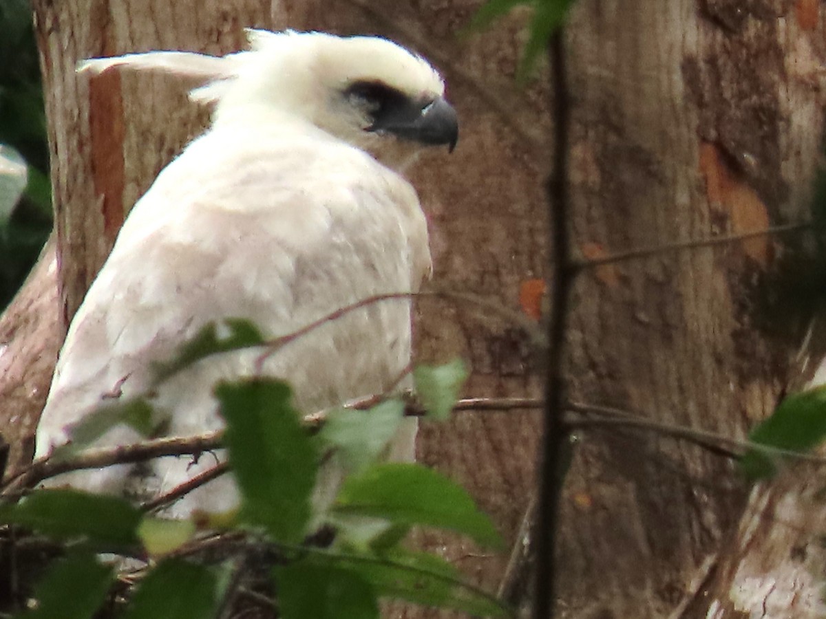 Crested Eagle - ML552207431