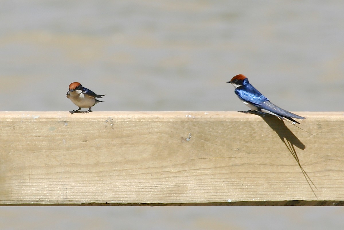 Wire-tailed Swallow - Gil Ewing