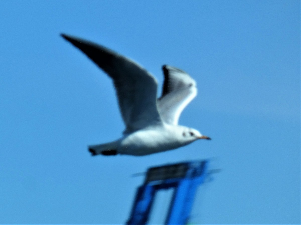 Mouette rieuse - ML552208361